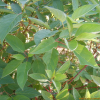 흰말채나무(Cornus alba L.) : 설뫼