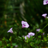 별나팔꽃(Ipomoea triloba L.) : 꽃사랑