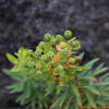 암대극(Euphorbia jolkinii Boiss.) : 마리미