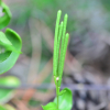 선갯장대(Arabis erecta) : 산들꽃