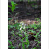 은난초(Cephalanthera erecta (Thunb. ex Murray) Blume) : 둥근바위솔
