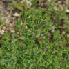 서양고추나물(Hypericum perforatum L.) : 설뫼*