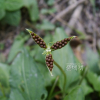 서울제비꽃(Viola seoulensis Nakai) : 塞翁之馬