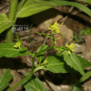 긴갓냉이(Sisymbrium orientale L.) : 꽃사랑