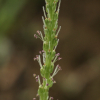 개질경이(Plantago camtschatica Cham. ex Link) : 산들꽃