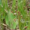 산꿩의밥(Luzula multiflora Lej.) : 무심거사