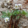 남산제비꽃(Viola albida var. chaerophylloides (Regel) F.Maek. ex Hara) : 가야