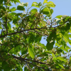 섬벚나무(Prunus takesimensis Nakai) : 설뫼