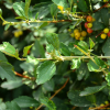 가시까치밥나무(Ribes diacanthum Pall.) : habal