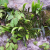 일엽초(Lepisorus thunbergianus (Kaulf.) Ching) : 무심거사