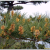 소나무(Pinus densiflora Siebold & Zucc.) : 능선따라