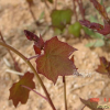 새모래덩굴(Menispermum dauricum DC.) : 塞翁之馬