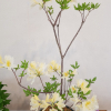 황철쭉(Rhododendron japonicum for. flavum (Miyoshi) Nakai) : 박용석