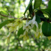 뜰보리수(Elaeagnus multiflora Thunb.) : 별꽃