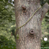 가중나무(Ailanthus altissima (Mill.) Swingle) : habal