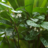 산호수(Ardisia pusilla A.DC.) : 벼루