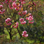 겹벚꽃나무 : 산들꽃