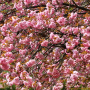 겹벚꽃나무 : 산들꽃