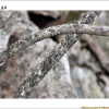 꽃개회나무(Syringa villosa Vahl subsp. wolfii (C.K.Schneid.) Y.Chen & D.Y.Hong) : 꽃마리