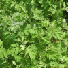 황해쑥(Artemisia argyi H.L?v. & Vaniot) : 도리뫼