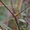불암초(Melochia corchorifolia L.) : 도리뫼