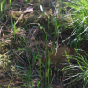 경성사초(Carex accrescens Ohwi) : 도리뫼