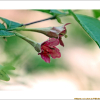붉은병꽃나무(Weigela florida (Bunge) A.DC.) : 산들꽃