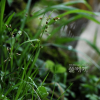 산꿩의밥(Luzula multiflora Lej.) : 무심거사