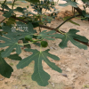 무화과나무(Ficus carica L.) : 산들꽃