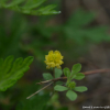 노랑토끼풀(Trifolium campestre Schreb.) : 카르마