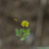 노랑토끼풀(Trifolium campestre Schreb.) : 카르마