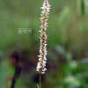 범꼬리(Bistorta officinalis Delarbre subsp. japonica (H.Hara) Yonek.) : 통통배