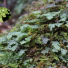 수염이끼(Hymenophyllum barbatum (Bosch) Baker) : 들국화
