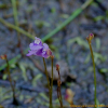 자주땅귀개(Utricularia uliginosa Vahl) : 현촌