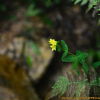 고추나물(Hypericum erectum Thunb.) : 산들꽃