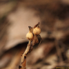 구상난풀(Monotropa hypopithys L.) : 산들꽃