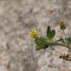 개자리(Medicago polymorpha L.) : 봄까치꽃