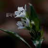 숲개별꽃(Pseudostellaria setulosa Ohwi) : 통통배