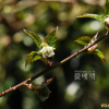 수리딸기(Rubus corchorifolius L.f.) : 무심거사