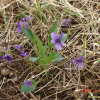 서울제비꽃(Viola seoulensis Nakai) : 현촌