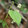 함박이(Stephania japonica (Thunb.) Miers) : 통통배