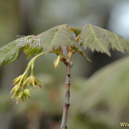 청시닥나무(Acer barbinerve Maxim.) : 벼루