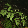 노랑갈퀴(Vicia chosenensis Ohwi) : 무심거사