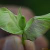 큰메꽃(Calystegia sepium (L.) R.Br.) : 카르마