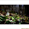 흰얼레지(Erythronium japonicum for. album T.B.Lee) : 麥友