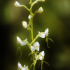 개잠자리난초(Habenaria cruciformis Ohwi) : 산들꽃