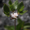 흰참꽃나무(Rhododendron sobayakiense Y.Watan. & T.Yukawa var. koreanum Y.Watan. & T.Yukawa) : 고등어
