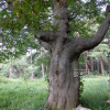 느티나무(Zelkova serrata (Thunb.) Makino) : habal