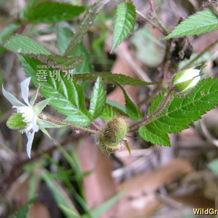 멍덕딸기(Rubus idaeus L. subsp. melanolasius Focke) : 둥근바위솔