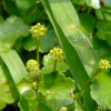 큰피막이(Hydrocotyle ramiflora Maxim.) : 청암